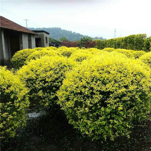 新购苗木栽植中应注意的问题