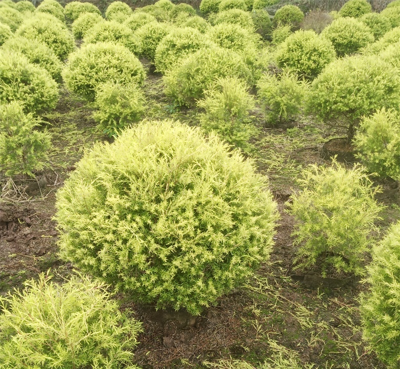 苗木销售