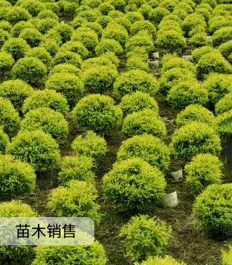 苗木销售