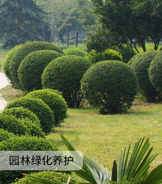 园林绿化养护